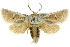  ( - CCDB-19576-A01)  @11 [ ] CreativeCommons - Attribution (2012) CBG Photography Group Centre for Biodiversity Genomics