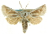  ( - CCDB-19576-A02)  @11 [ ] CreativeCommons - Attribution (2012) CBG Photography Group Centre for Biodiversity Genomics
