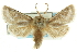  ( - CCDB-19576-A03)  @11 [ ] CreativeCommons - Attribution (2012) CBG Photography Group Centre for Biodiversity Genomics