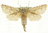  ( - CCDB-19576-A05)  @11 [ ] CreativeCommons - Attribution (2012) CBG Photography Group Centre for Biodiversity Genomics