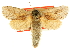  (Comadia intrusa - CCDB-19576-B01)  @11 [ ] CreativeCommons - Attribution (2012) CBG Photography Group Centre for Biodiversity Genomics