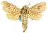  ( - CCDB-19576-B03)  @11 [ ] CreativeCommons - Attribution (2012) CBG Photography Group Centre for Biodiversity Genomics