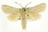  (Comadia manfredi - CCDB-19576-B09)  @11 [ ] CreativeCommons - Attribution (2012) CBG Photography Group Centre for Biodiversity Genomics