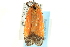  ( - CCDB-19576-G03)  @11 [ ] CreativeCommons - Attribution (2012) CBG Photography Group Centre for Biodiversity Genomics