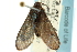  ( - CCDB-19577-A02)  @11 [ ] CreativeCommons - Attribution (2012) CBG Photography Group Centre for Biodiversity Genomics