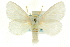  ( - CCDB-19577-C12)  @11 [ ] CreativeCommons - Attribution (2012) CBG Photography Group Centre for Biodiversity Genomics