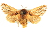 ( - CCDB-19577-G08)  @11 [ ] CreativeCommons - Attribution (2012) CBG Photography Group Centre for Biodiversity Genomics