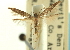  (Epermenia pimpinella - CCDB-19578-A03)  @11 [ ] CreativeCommons - Attribution (2012) CBG Photography Group Centre for Biodiversity Genomics