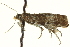  ( - CCDB-19579-F10)  @11 [ ] CreativeCommons - Attribution (2012) CBG Photography Group Centre for Biodiversity Genomics