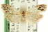  ( - CCDB-19580-A04)  @13 [ ] CreativeCommons - Attribution (2012) CBG Photography Group Centre for Biodiversity Genomics