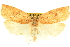  (Amorbia knudsoni - CCDB-19580-B12)  @14 [ ] CreativeCommons - Attribution (2012) CBG Photography Group Centre for Biodiversity Genomics