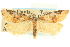  ( - CCDB-19580-D04)  @11 [ ] CreativeCommons - Attribution (2012) CBG Photography Group Centre for Biodiversity Genomics