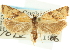  ( - CCDB-19580-D08)  @11 [ ] CreativeCommons - Attribution (2012) CBG Photography Group Centre for Biodiversity Genomics