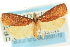  ( - CCDB-19580-E08)  @14 [ ] CreativeCommons - Attribution (2012) CBG Photography Group Centre for Biodiversity Genomics