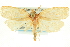  ( - CCDB-19580-F03)  @11 [ ] CreativeCommons - Attribution (2012) CBG Photography Group Centre for Biodiversity Genomics