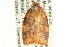  ( - CCDB-19580-F10)  @12 [ ] CreativeCommons - Attribution (2012) CBG Photography Group Centre for Biodiversity Genomics