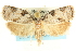  ( - CCDB-19580-F11)  @13 [ ] CreativeCommons - Attribution (2012) CBG Photography Group Centre for Biodiversity Genomics