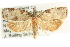  ( - CCDB-19580-F12)  @13 [ ] CreativeCommons - Attribution (2012) CBG Photography Group Centre for Biodiversity Genomics
