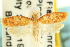  ( - CCDB-19580-G12)  @11 [ ] CreativeCommons - Attribution (2012) CBG Photography Group Centre for Biodiversity Genomics
