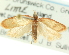  (Sparganothis sullivani - CCDB-19581-A01)  @11 [ ] CreativeCommons - Attribution (2012) CBG Photography Group Centre for Biodiversity Genomics