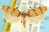  ( - CCDB-19581-A04)  @11 [ ] CreativeCommons - Attribution (2012) CBG Photography Group Centre for Biodiversity Genomics