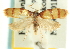  ( - CCDB-19581-A06)  @11 [ ] CreativeCommons - Attribution (2012) CBG Photography Group Centre for Biodiversity Genomics
