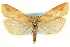  (Sparganothis vocaridorsana - CCDB-19581-B08)  @15 [ ] CreativeCommons - Attribution (2012) CBG Photography Group Centre for Biodiversity Genomics