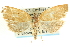  ( - CCDB-19581-C01)  @12 [ ] CreativeCommons - Attribution (2012) CBG Photography Group Centre for Biodiversity Genomics
