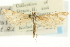  ( - CCDB-19581-D05)  @11 [ ] CreativeCommons - Attribution (2012) CBG Photography Group Centre for Biodiversity Genomics