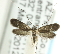  ( - CCDB-19582-A05)  @14 [ ] CreativeCommons - Attribution (2012) CBG Photography Group Centre for Biodiversity Genomics