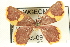  ( - CCDB-19582-E05)  @13 [ ] CreativeCommons - Attribution (2012) CBG Photography Group Centre for Biodiversity Genomics