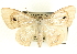  (Problepsis transposita - CCDB-19582-F07)  @15 [ ] CreativeCommons - Attribution (2012) CBG Photography Group Centre for Biodiversity Genomics