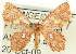  ( - CCDB-19582-H07)  @12 [ ] CreativeCommons - Attribution (2012) CBG Photography Group Centre for Biodiversity Genomics