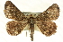  ( - CCDB-19583-A12)  @14 [ ] CreativeCommons - Attribution (2012) CBG Photography Group Centre for Biodiversity Genomics