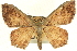  ( - CCDB-19583-B11)  @15 [ ] CreativeCommons - Attribution (2012) CBG Photography Group Centre for Biodiversity Genomics