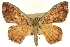  ( - CCDB-19583-B12)  @15 [ ] CreativeCommons - Attribution (2012) CBG Photography Group Centre for Biodiversity Genomics