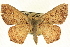  ( - CCDB-19583-C01)  @15 [ ] CreativeCommons - Attribution (2012) CBG Photography Group Centre for Biodiversity Genomics