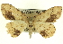  ( - CCDB-19583-F01)  @14 [ ] CreativeCommons - Attribution (2012) CBG Photography Group Centre for Biodiversity Genomics