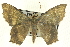  ( - CCDB-19583-F09)  @14 [ ] CreativeCommons - Attribution (2012) CBG Photography Group Centre for Biodiversity Genomics