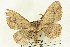  (Visiana hyperctenista - CCDB-19583-G09)  @14 [ ] CreativeCommons - Attribution (2012) CBG Photography Group Centre for Biodiversity Genomics