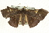  ( - CCDB-19584-B03)  @12 [ ] CreativeCommons - Attribution (2012) CBG Photography Group Centre for Biodiversity Genomics