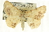  ( - CCDB-19584-C04)  @14 [ ] CreativeCommons - Attribution (2012) CBG Photography Group Centre for Biodiversity Genomics