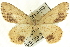  ( - CCDB-19584-C05)  @14 [ ] CreativeCommons - Attribution (2012) CBG Photography Group Centre for Biodiversity Genomics