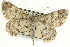 ( - CCDB-19584-D11)  @14 [ ] CreativeCommons - Attribution (2012) CBG Photography Group Centre for Biodiversity Genomics