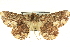  ( - CCDB-19584-E02)  @13 [ ] CreativeCommons - Attribution (2012) CBG Photography Group Centre for Biodiversity Genomics