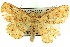  (Synegia semipectinata - CCDB-19585-D03)  @13 [ ] CreativeCommons - Attribution (2012) CBG Photography Group Centre for Biodiversity Genomics