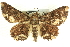  ( - CCDB-19585-F06)  @13 [ ] CreativeCommons - Attribution (2012) CBG Photography Group Centre for Biodiversity Genomics