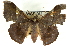  ( - CCDB-19585-F07)  @12 [ ] CreativeCommons - Attribution (2012) CBG Photography Group Centre for Biodiversity Genomics