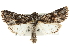  ( - CCDB-20285-A07)  @14 [ ] CreativeCommons - Attribution (2013) CBG Photography Group Centre for Biodiversity Genomics