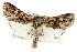  ( - CCDB-20285-A10)  @14 [ ] CreativeCommons - Attribution (2013) CBG Photography Group Centre for Biodiversity Genomics
